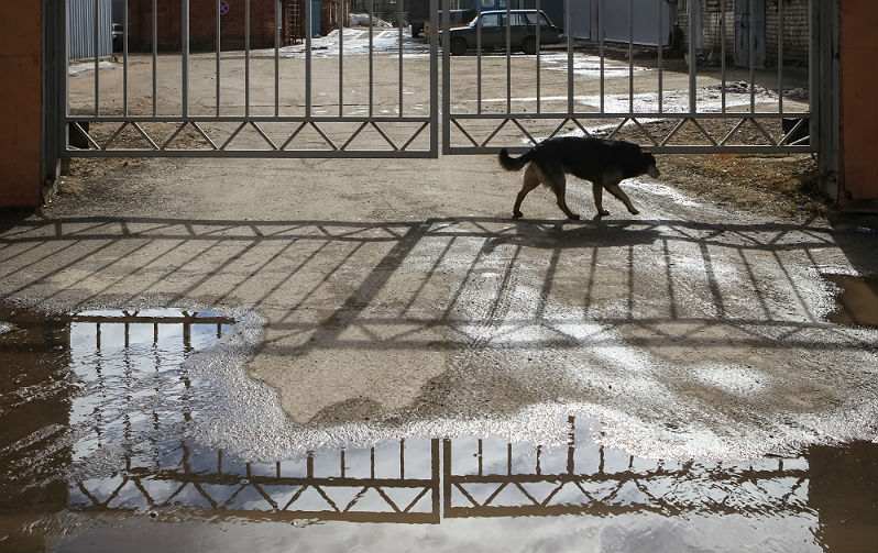 В Рыбинске отловят бродячих собак