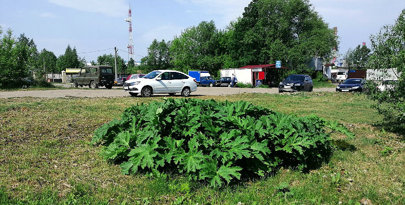 На борьбу с борщевиком в Рыбинске выделено 900 тыс. рублей