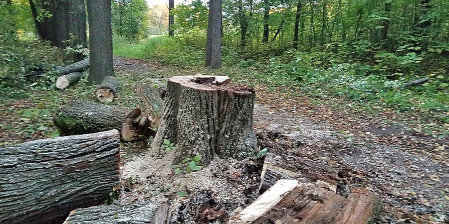 В Петровском парке Рыбинска вырубят 71 больное дерево