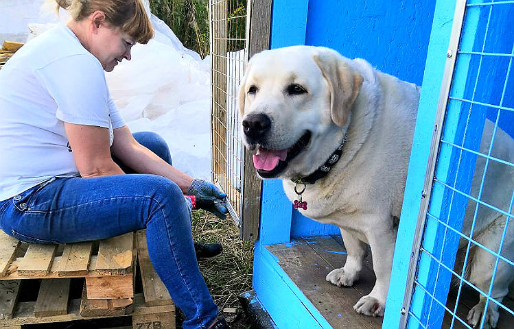 В Рыбинске ищут добровольцев для прогулок с собаками