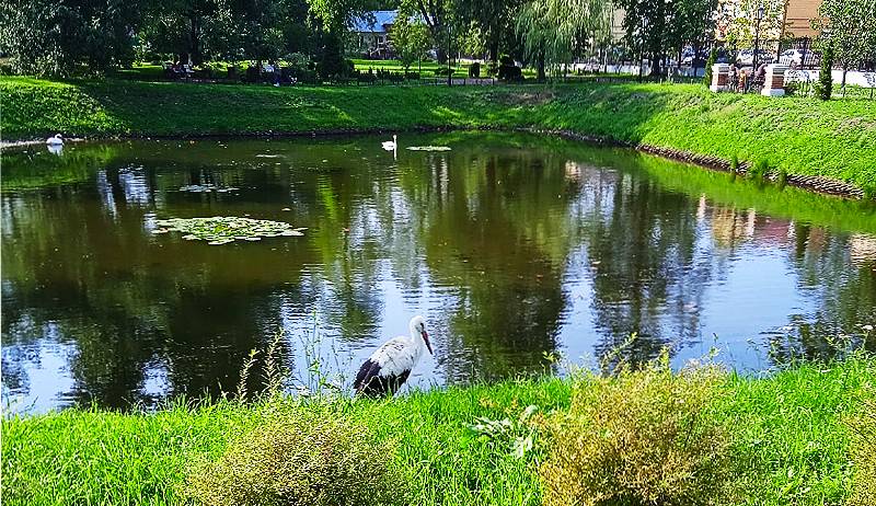 Рыбинск карякинский парк лебеди