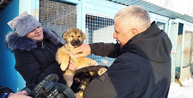 Бездомные щенки Рыбинска получили новогодние подарки