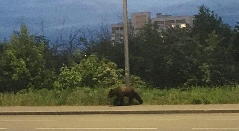 По улицам Рыбинска гулял медвежонок