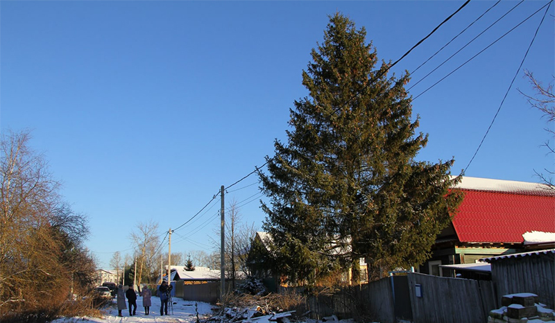 В Рыбинске выбирают новогоднюю елку