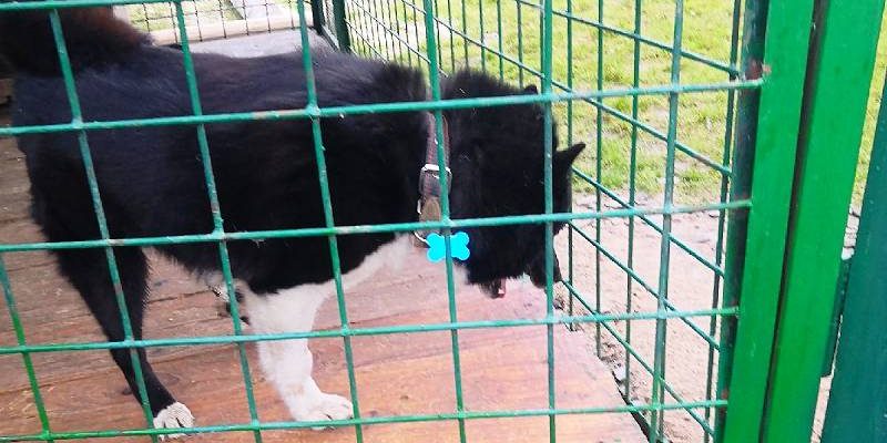 В Рыбинске хозяин нашел собаку спустя полгода