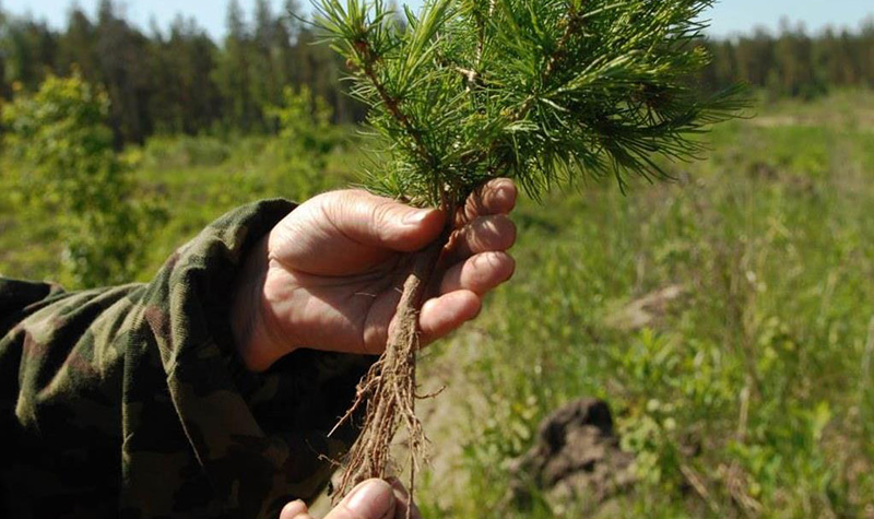 В Ярославской области перевыполнили планы по искусственному лесовосстановлению