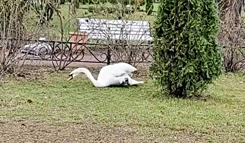Лебедю из Карякинского сада ищут ветеринара