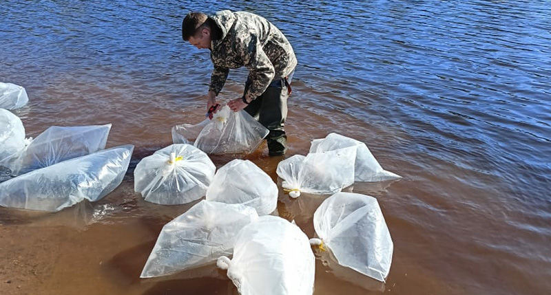 2,6 млн личинок щуки выпустили в Рыбинское водохранилище