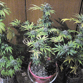 конопля УМВД