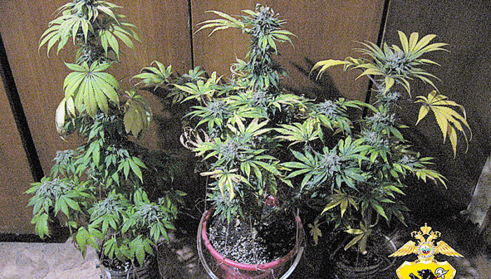 конопля УМВД