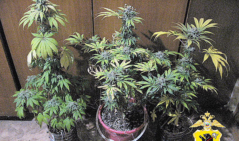 конопля УМВД