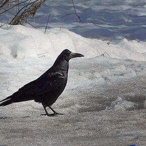 грач фото Валерия Панкратова