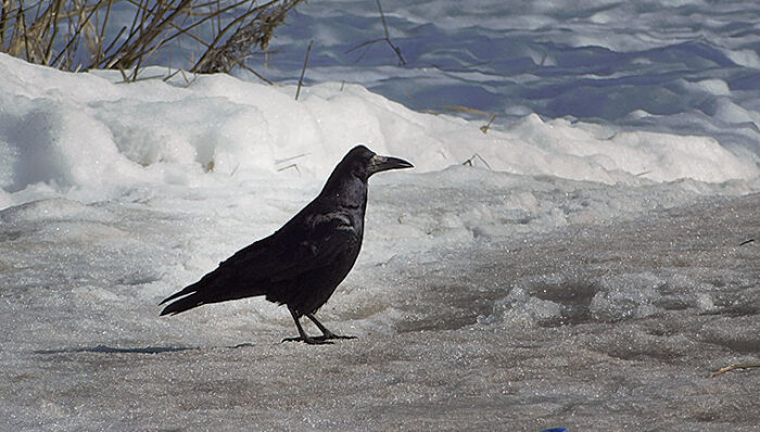 грач фото Валерия Панкратова