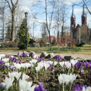 карякинский весна крокусы