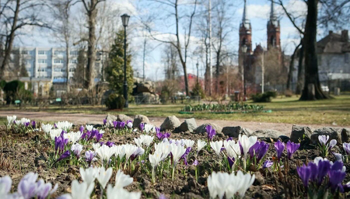 карякинский весна крокусы