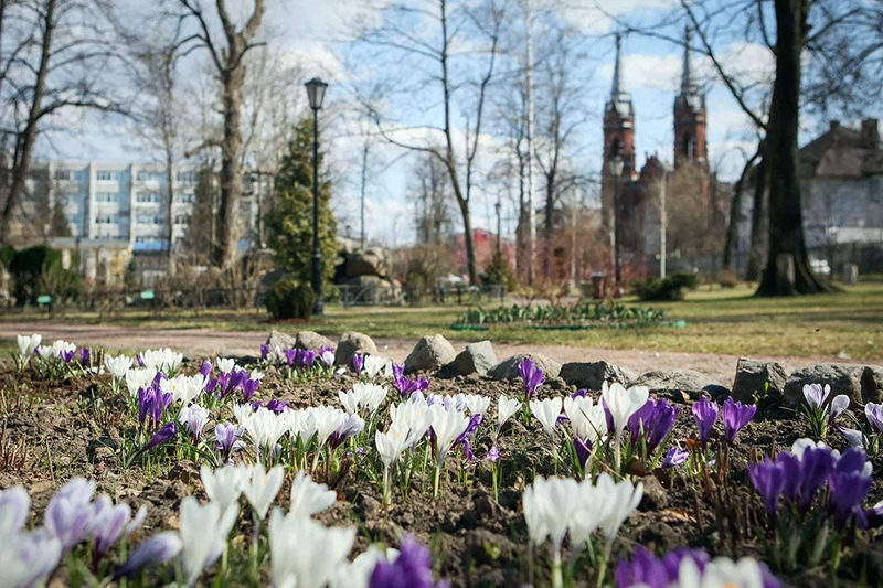 карякинский весна крокусы