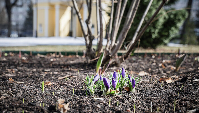 карякинский весна крокусы