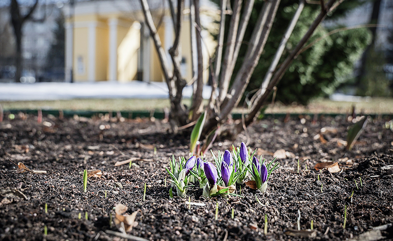 карякинский весна крокусы