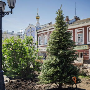 ели стоялая бульвар посадка