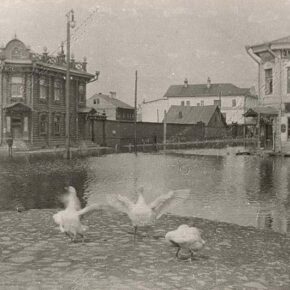 гуси после купания на ул. Ломоносова, 1930-е