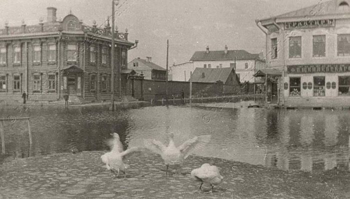 гуси после купания на ул. Ломоносова, 1930-е