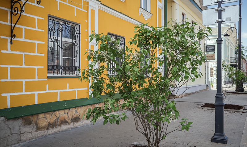сирень чкалова