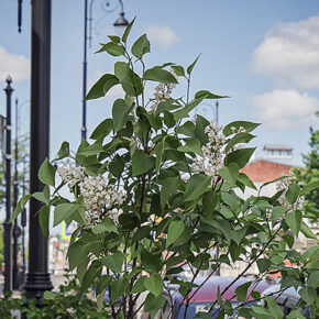 сирень чкалова