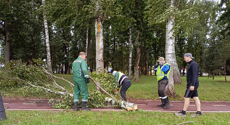 деревья дэс