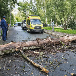 дерево упало