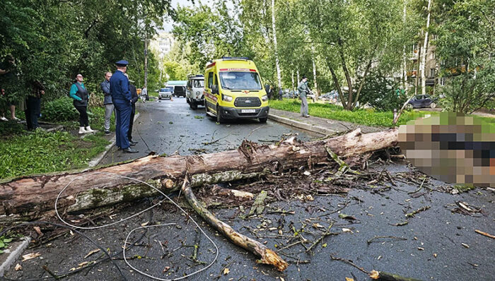 дерево упало