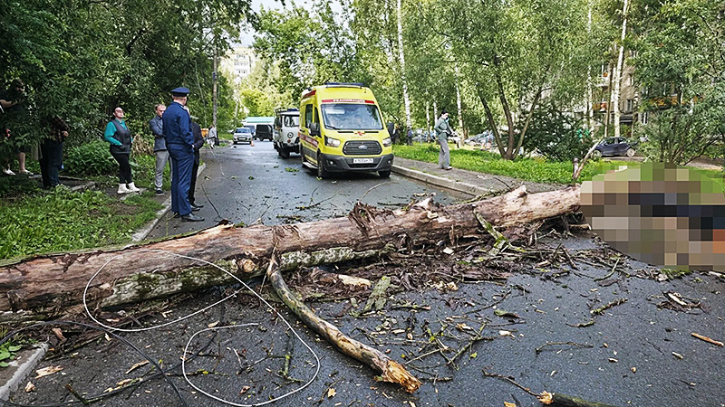 дерево упало