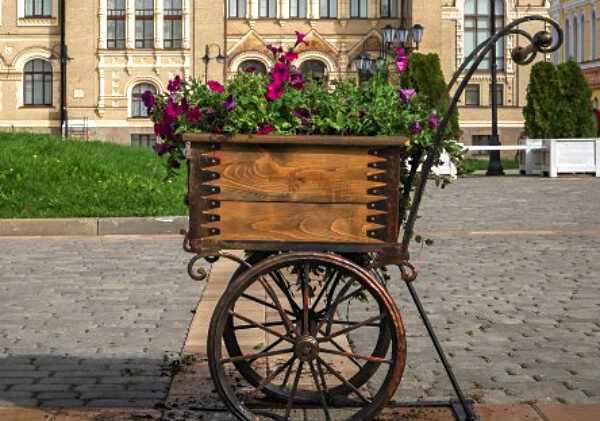цветы