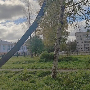 срубили дерево