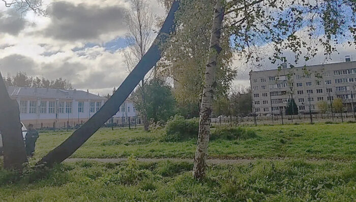 срубили дерево